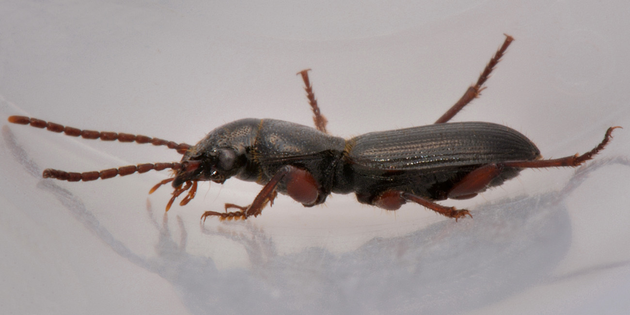 Carabidae: Carterus fulvipes